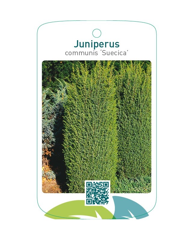 Juniperus communis ‘Suecica’