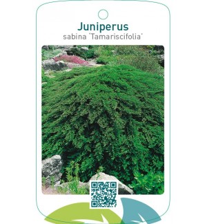 Juniperus sabina ‘Tamariscifolia’