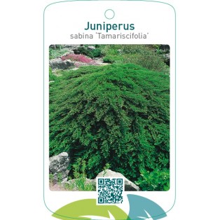 Juniperus sabina ‘Tamariscifolia’