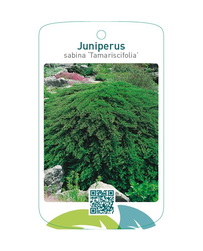 Juniperus sabina ‘Tamariscifolia’