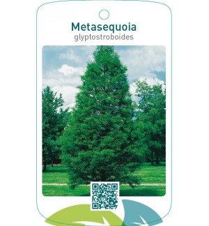 Metasequoia glyptostroboides