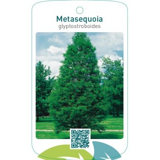 Metasequoia glyptostroboides