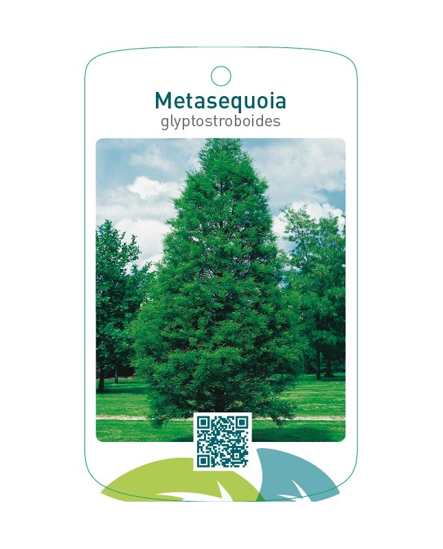 Metasequoia glyptostroboides
