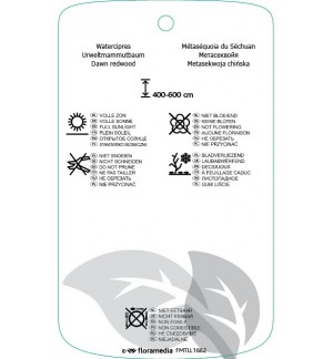 Etichette di Metasequoia glyptostroboidis *