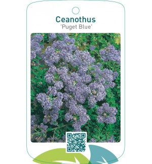 Ceanothus ‘Puget Blue’