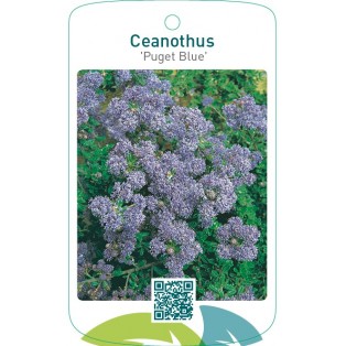 Ceanothus ‘Puget Blue’