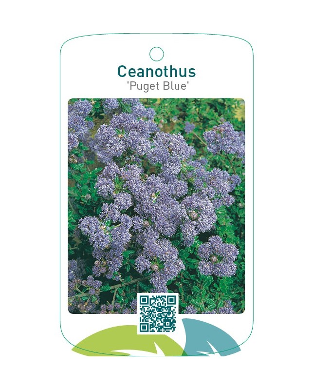 Ceanothus ‘Puget Blue’