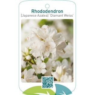 Rhododendron [Japanese Azalea] ‘Diamant Weiss’