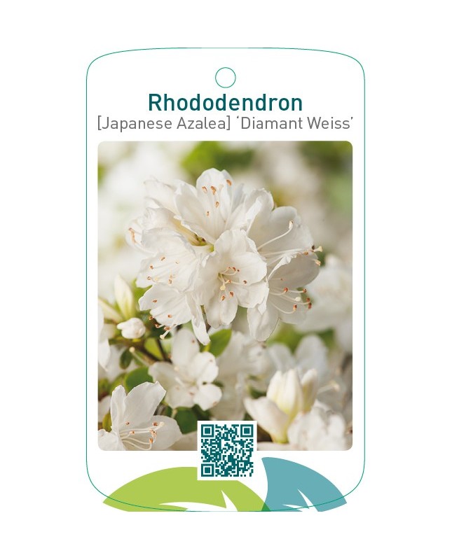 Rhododendron [Japanese Azalea] ‘Diamant Weiss’