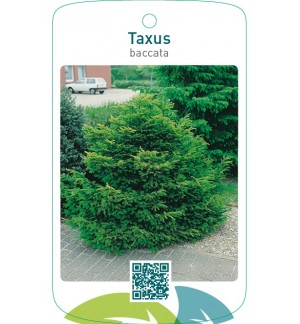 Taxus baccata  struik