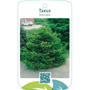 Taxus baccata  struik