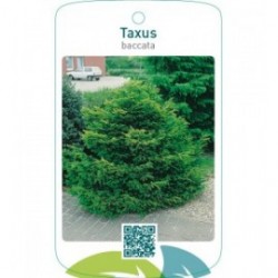 Taxus baccata  struik