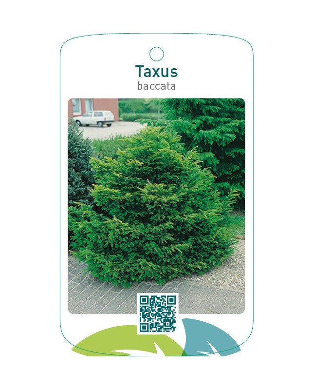 Taxus baccata  struik