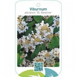 Viburnum plicatum ‘St. Keverne’