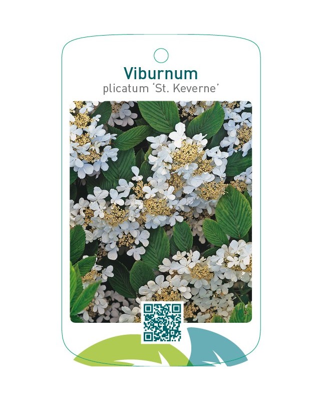 Viburnum plicatum ‘St. Keverne’