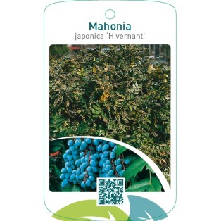 Mahonia japonica ‘Hivernant’ 1490