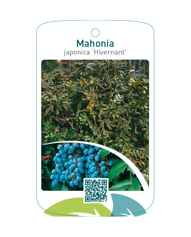Mahonia japonica ‘Hivernant’ 1490