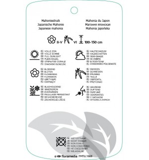 Etichette di Mahonia japonica ‘Hivernant’ 1490 *