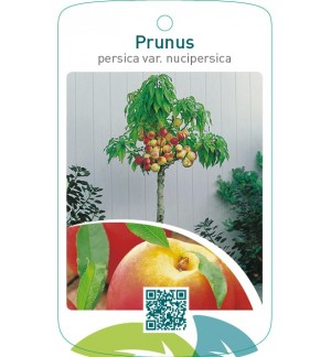 Prunus persica var. nucipersica