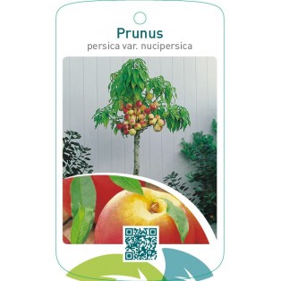 Prunus persica var. nucipersica
