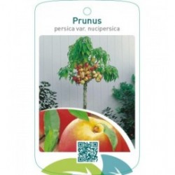 Prunus persica var. nucipersica