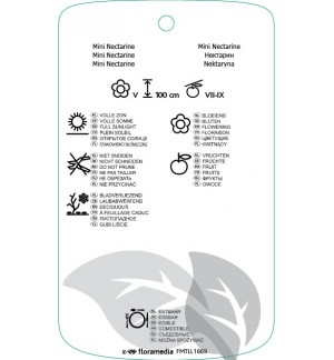 Etichette di Prunus persica var. nucipersica *