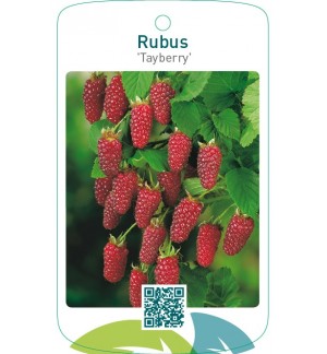 Rubus ‘Tayberry’