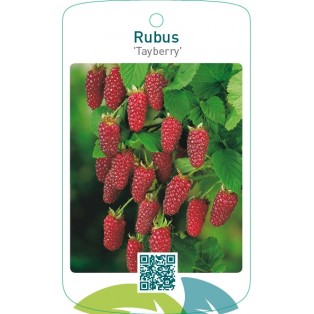 Rubus ‘Tayberry’
