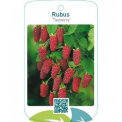 Rubus ‘Tayberry’