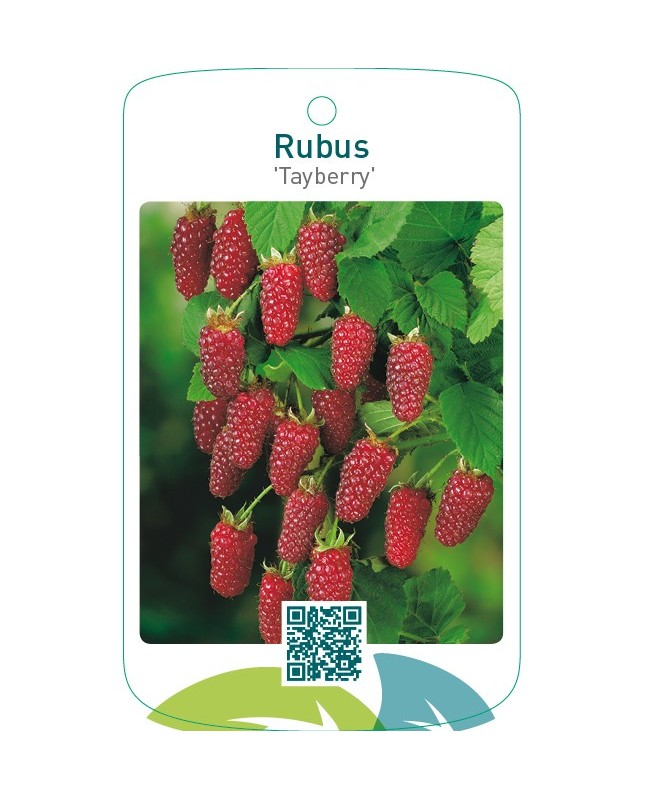 Rubus ‘Tayberry’