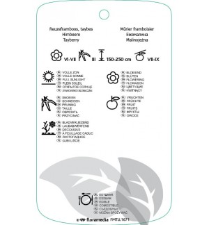 Etichette di Rubus ‘Tayberry’ *