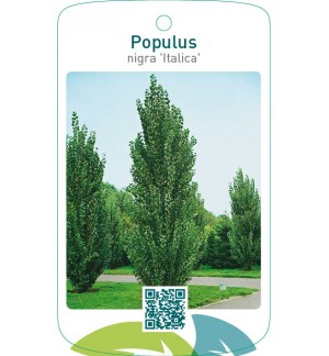 Populus nigra ‘Italica’