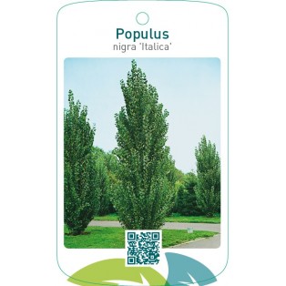 Populus nigra ‘Italica’