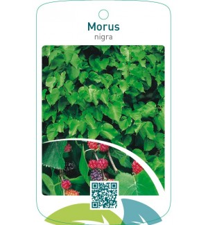 Morus nigra moerbei