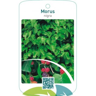 Morus nigra moerbei