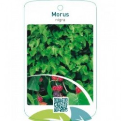 Morus nigra moerbei