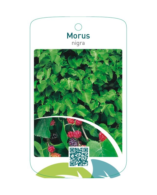 Morus nigra moerbei