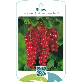 Ribes rubrum ‘Jonkheer van Tets’