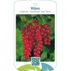 Ribes rubrum ‘Jonkheer van Tets’