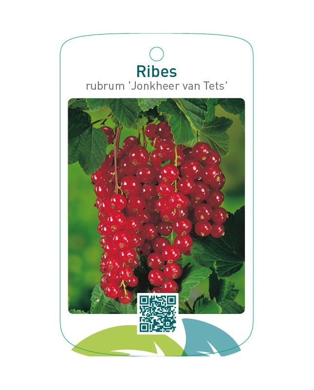 Ribes rubrum ‘Jonkheer van Tets’