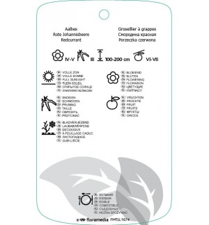 Etichette di Ribes rubrum ‘Jonkheer van Tets’ *