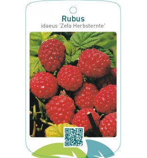 Rubus idaeus ‘Zefa Herbsternte’