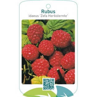 Rubus idaeus ‘Zefa Herbsternte’