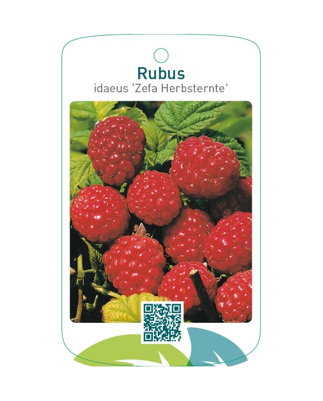 Rubus idaeus ‘Zefa Herbsternte’
