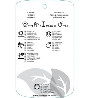 Etichette di Rubus idaeus ‘Zefa Herbsternte’ *