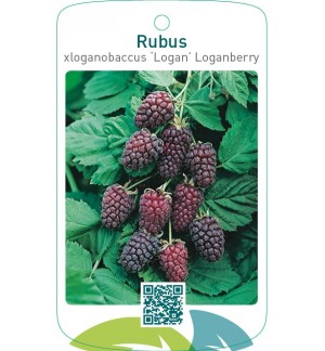Rubus xloganobaccus ‘Logan’ Loganberry
