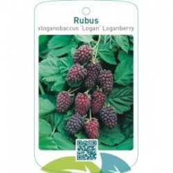 Rubus xloganobaccus ‘Logan’ Loganberry