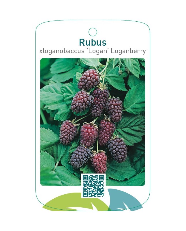 Rubus xloganobaccus ‘Logan’ Loganberry