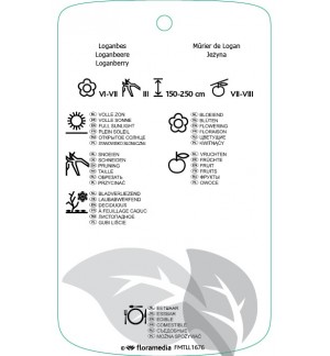 Etichette di Rubus xloganobaccus ‘Logan’ Loganberry *
