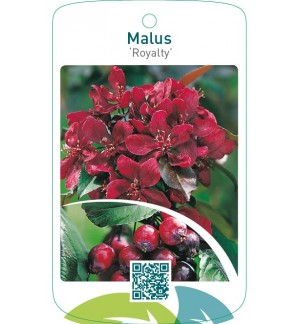 Malus ‘Royalty’